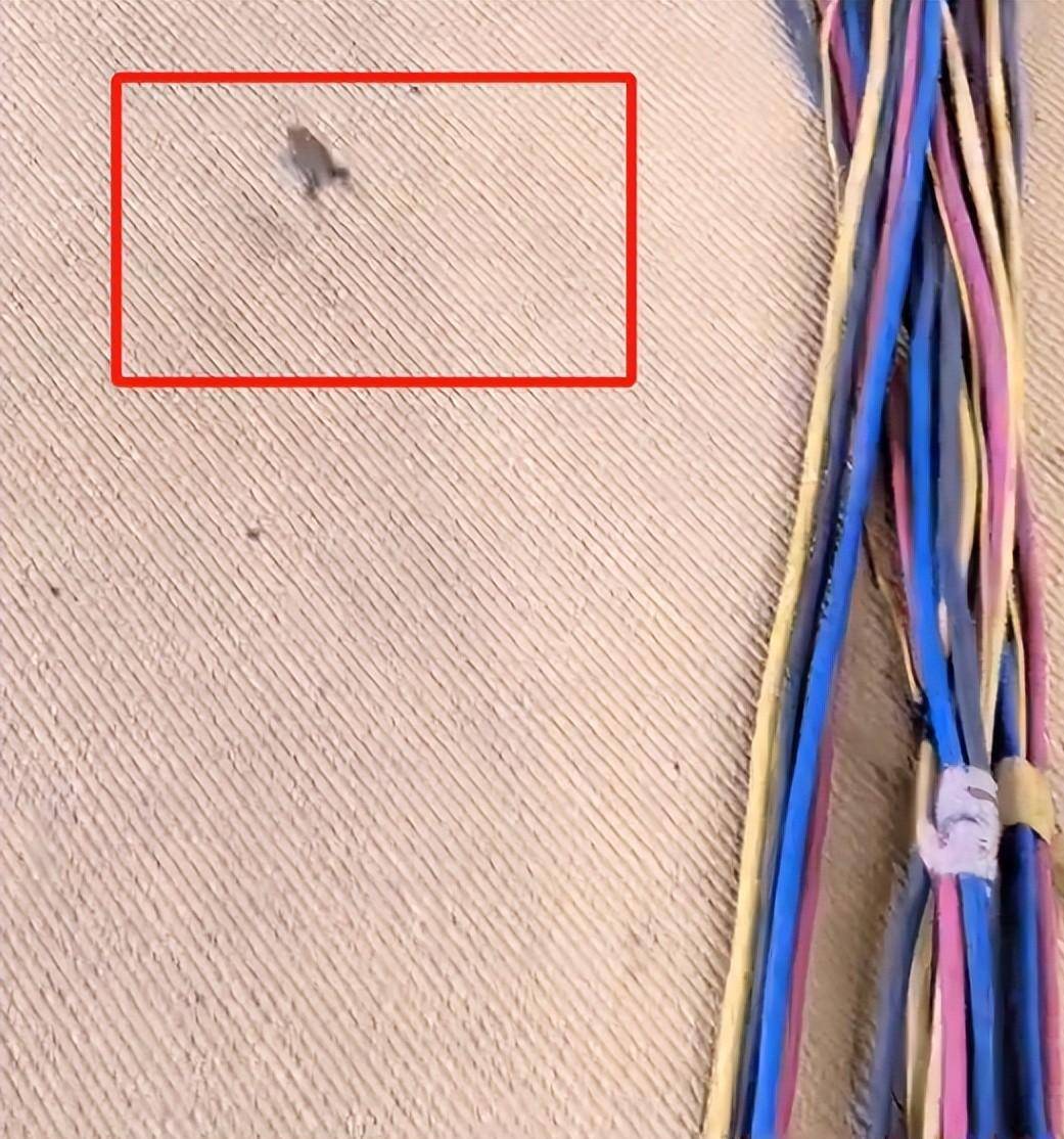 kaiyun-乒乓球亚锦赛变荒野求生比赛场地惊现青蛙?现场环境令人担忧